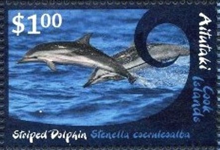 South Island Pied Oystercatcher (Haematopus finschi)