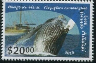 Chanterelle (Cantharellus cibarius)