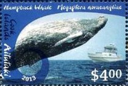 Humpback Whale (Megaptera novaeangliae)
