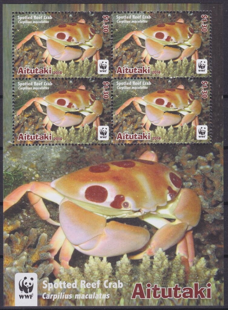 Purple Swamphen (Porphyrio porphyrio)