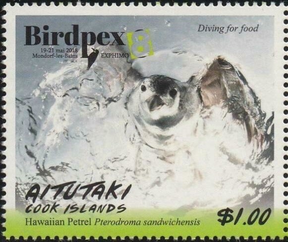 Loggerhead Sea Turtle (Caretta caretta)