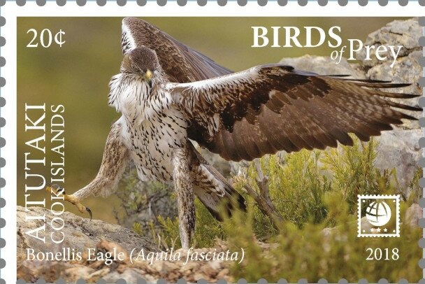 Oriental Honey-buzzard (Pernis ptilorhynchus)