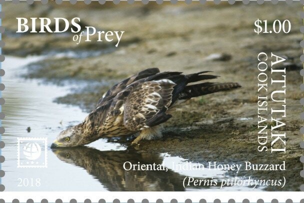 Barred Owl (Strix varia)