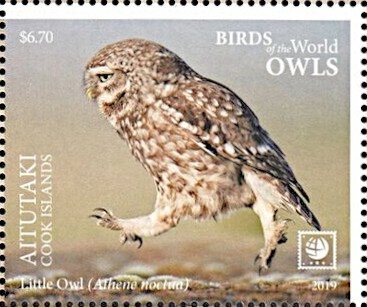 Plowing Fields, Domestic Cattle (Bos taurus)