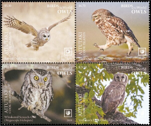 Chinese Hibiscus (Hibiscus rosa-sinensis)