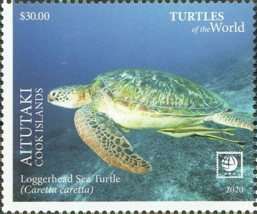 Striped Dolphin (Stenella coeruleoalba)