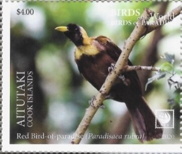 Short-finned Pilot Whale (Globicephala macrorhynchus)