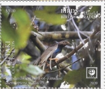 Striped Dolphin (Stenella coeruleoalba)