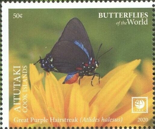 Pearl Kite (Gampsonyx swainsonii leonae)