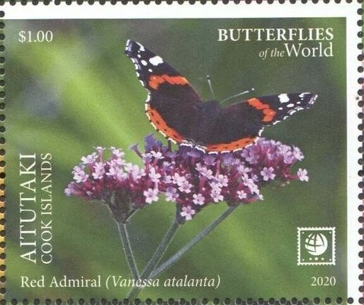 Venus Comb Murex (Murex triremis)