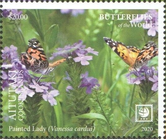 Black-breasted Buzzard Kite (Hamirostra melanosternon)