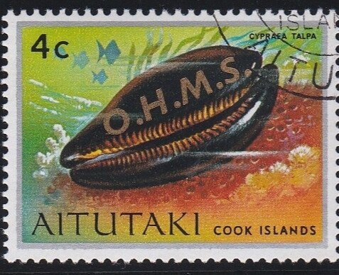 Bornean Orangutan (Pongo pygmaeus)