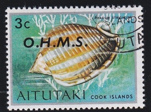 Young Shepherd, Domestic Sheep (Ovis aries)