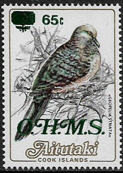 Humpback Whale (Megaptera novaeangliae)