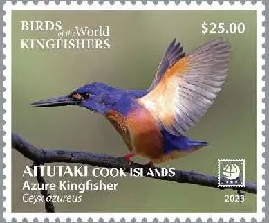 Little Owl (Athene noctua)