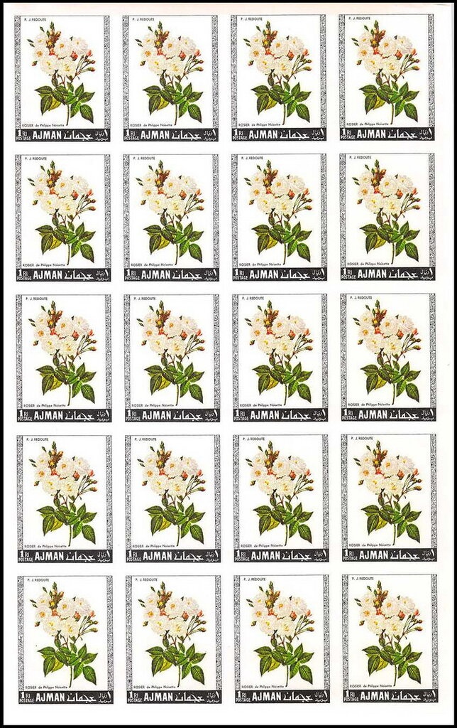 Shaikh Rashid and Lanner Falcon (Falco biarmicus)