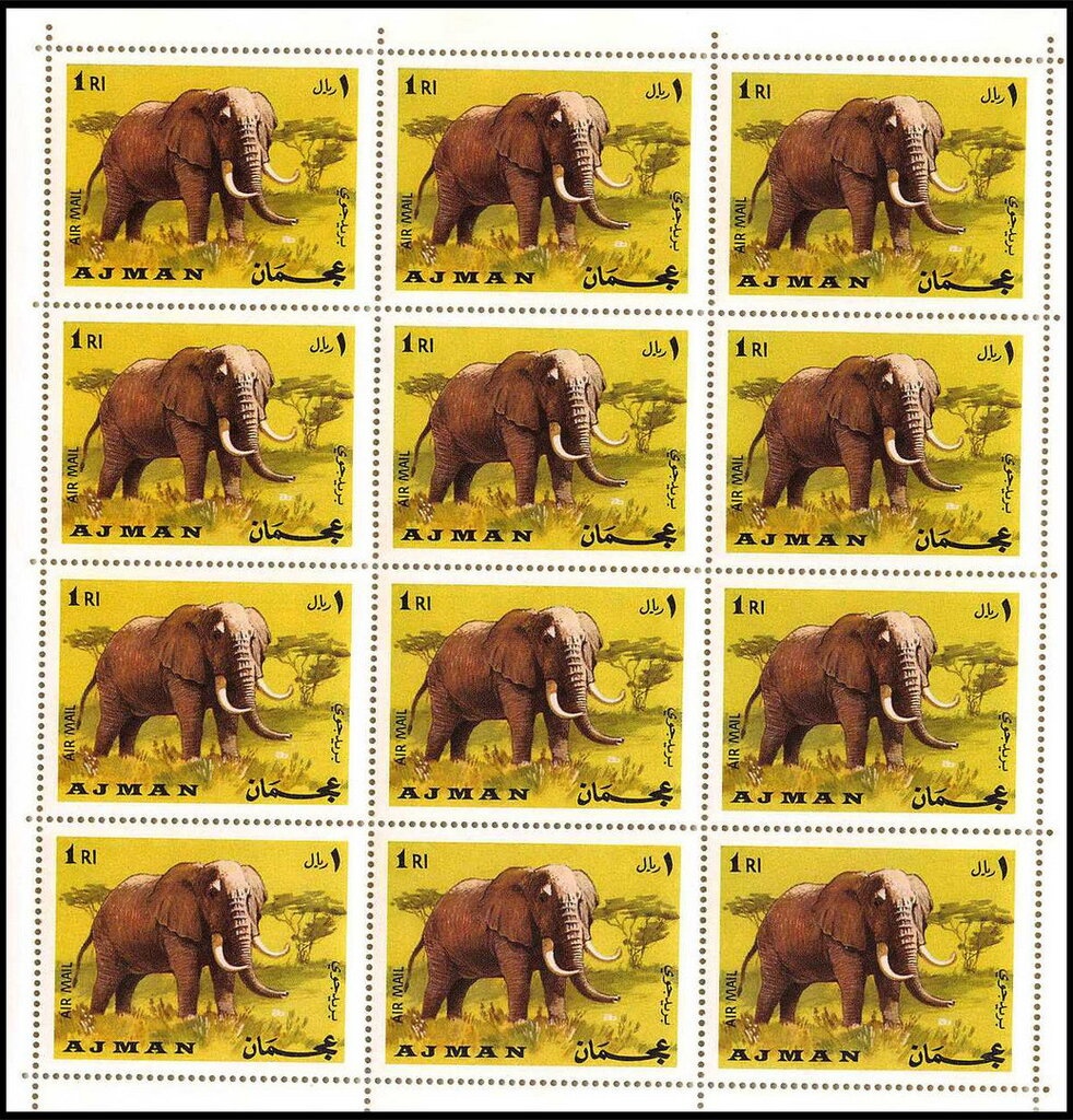 Diana Monkey (Cercopithecus diana)