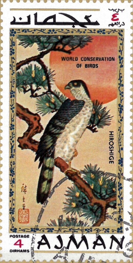 Striped Dolphin (Stenella coeruleoalba)