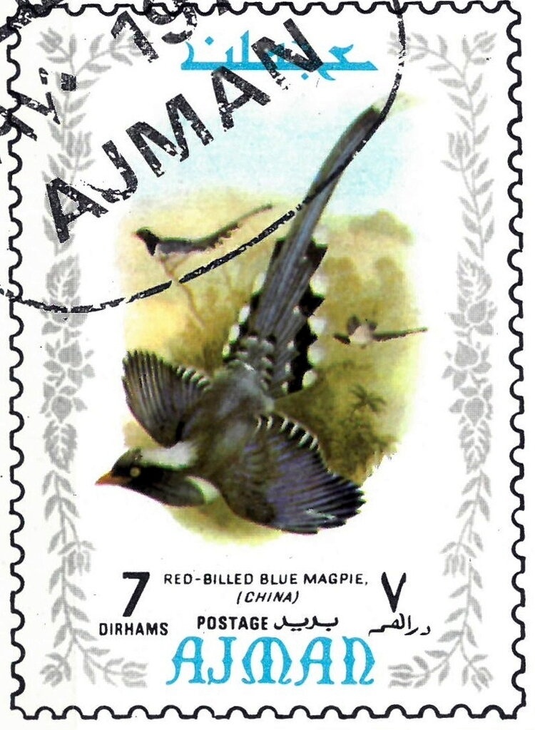 Cuban Black Hawk (Buteogallus gundlachii)