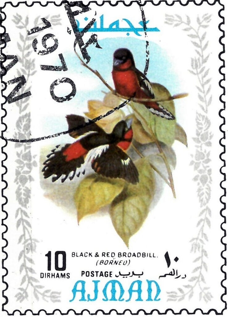 Pacific Robin (Petroica multicolor)