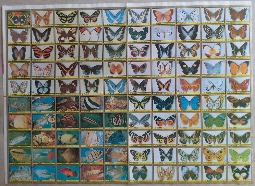 Henst's Goshawk (Accipiter henstii)