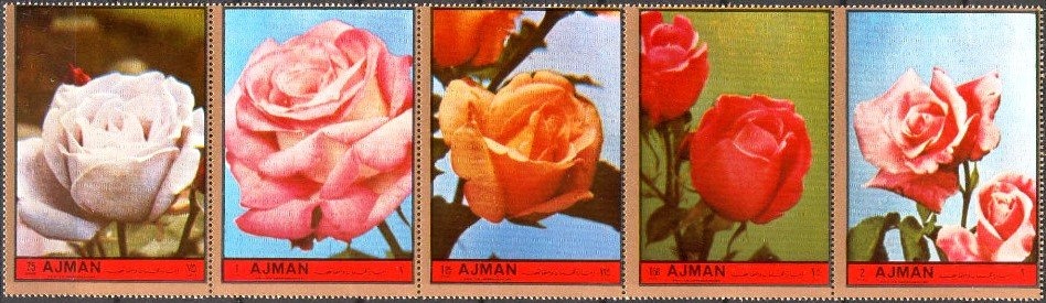 Tiger (Panthera tigris)