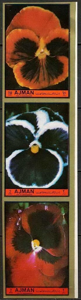 Standardwing Bird of Paradise (Semioptera wallacii)