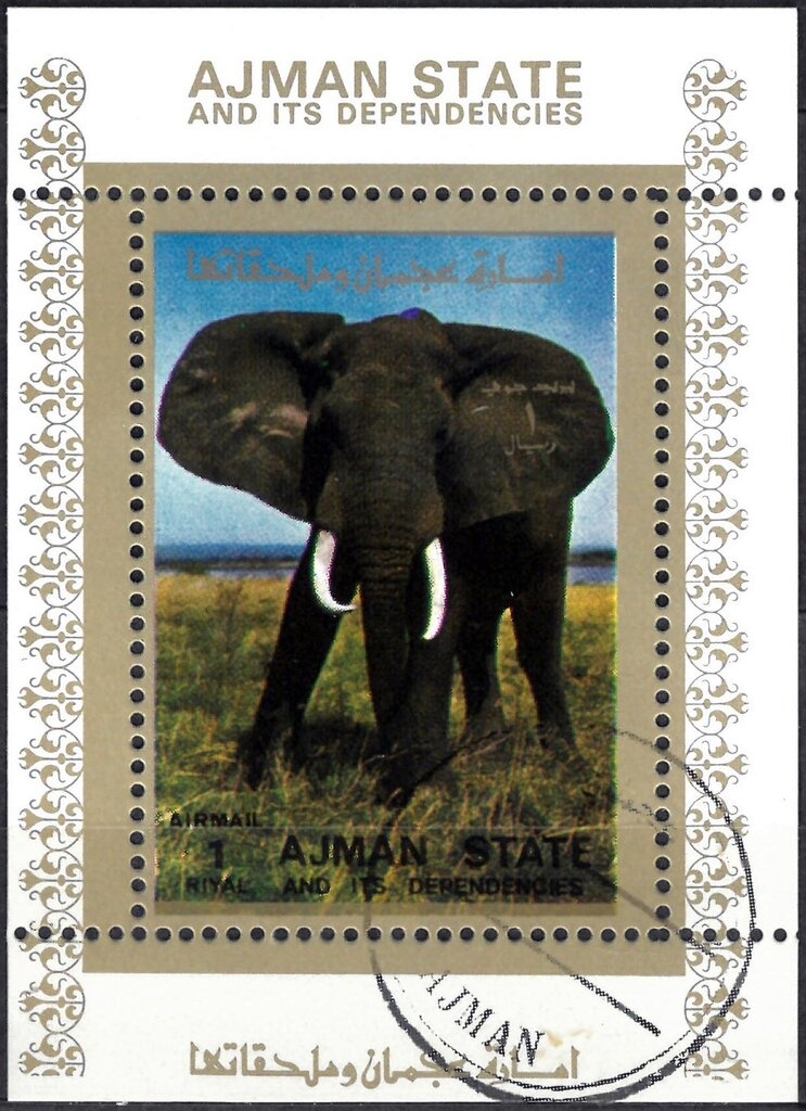 Killer Whale (Orcinus orca)