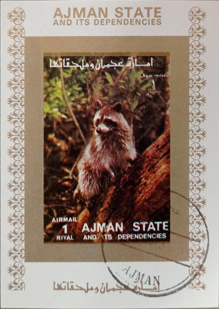 Sheik Rashid and Arabian Horse (Equus ferus caballus)