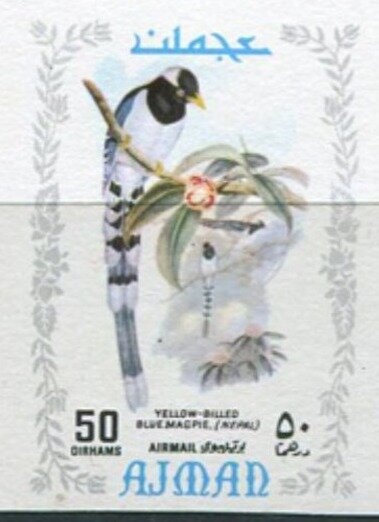 Golden Pheasant (Chrysolophus pictus)