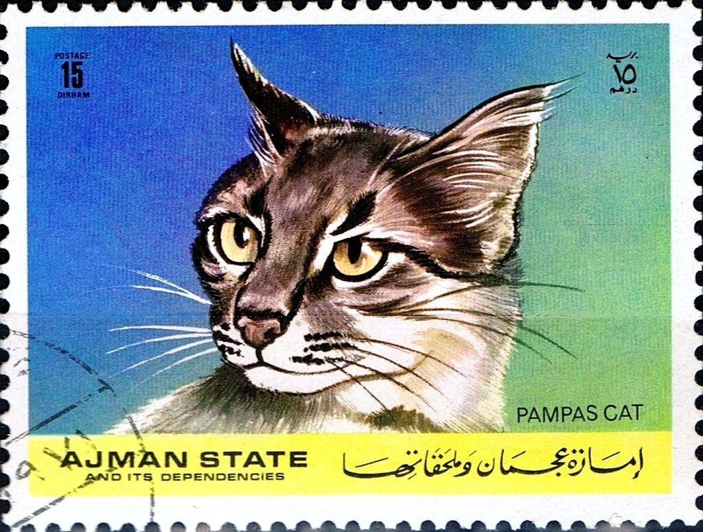 Brown Eared-Pheasant (Crossoptilon mantchuricum)