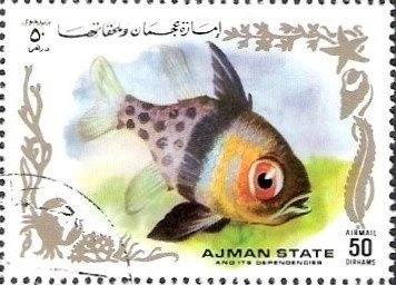 Swan Goose (Anser cygnoides)