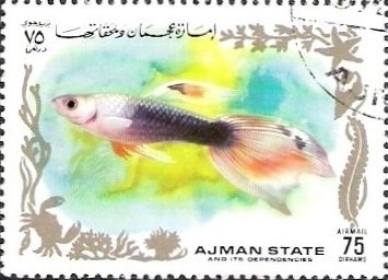 Scarabeus Beetle (Scarabeus sp.)