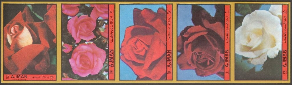 Jersey Tiger or Spanish Flag (Euplagia quadripunctaria)