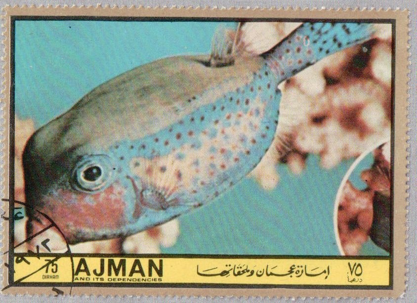 Indian Pitta (Pitta brachyura)