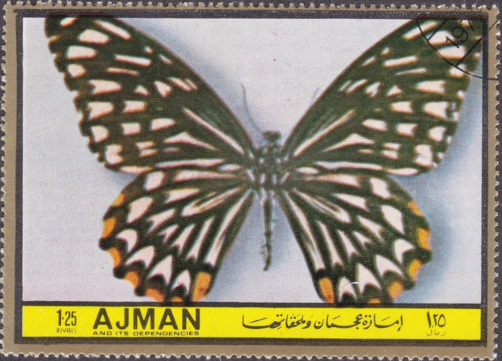 Giant Panda (Ailuropoda melanoleuca)