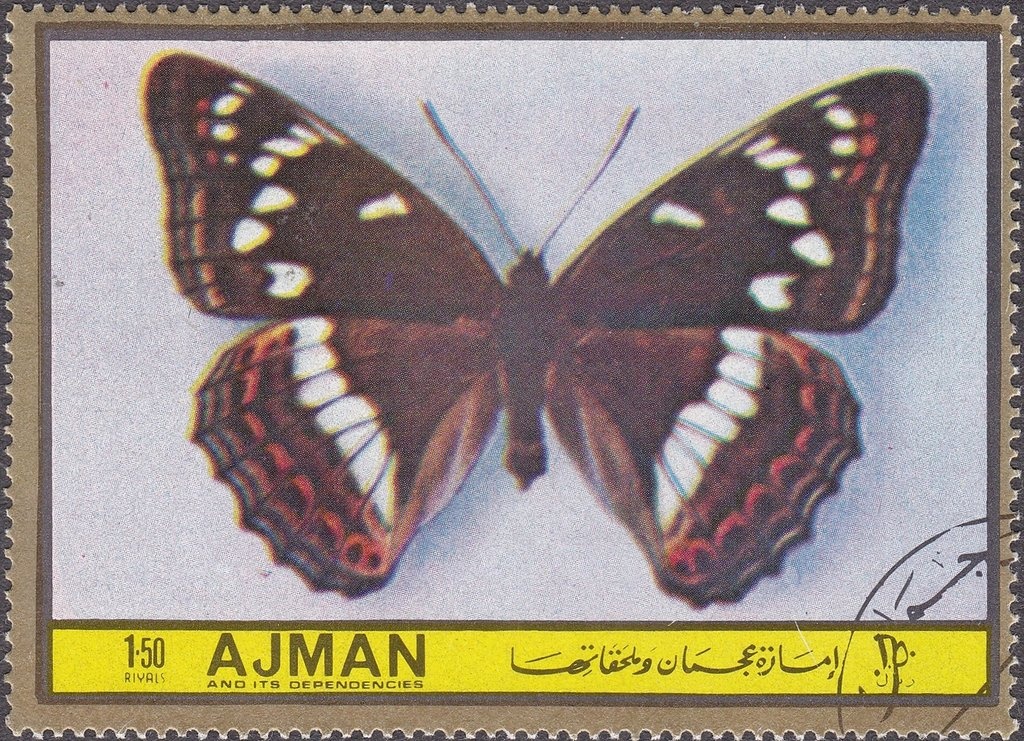 Cypris Morpho (Morpho cypris)