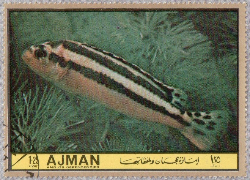 Pampas Cat (Leopardus pajeros)