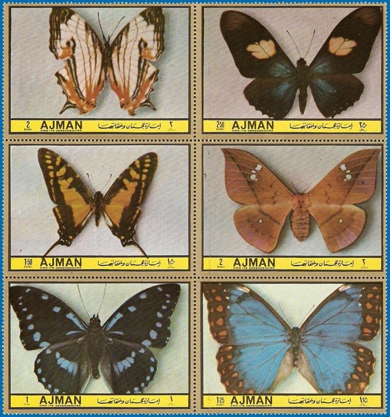 Southern Atlas (Epiphora bauhiniae)