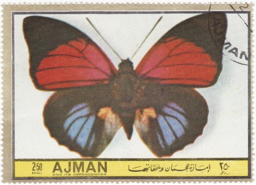 "Belka" (Canis lupus familiaris)