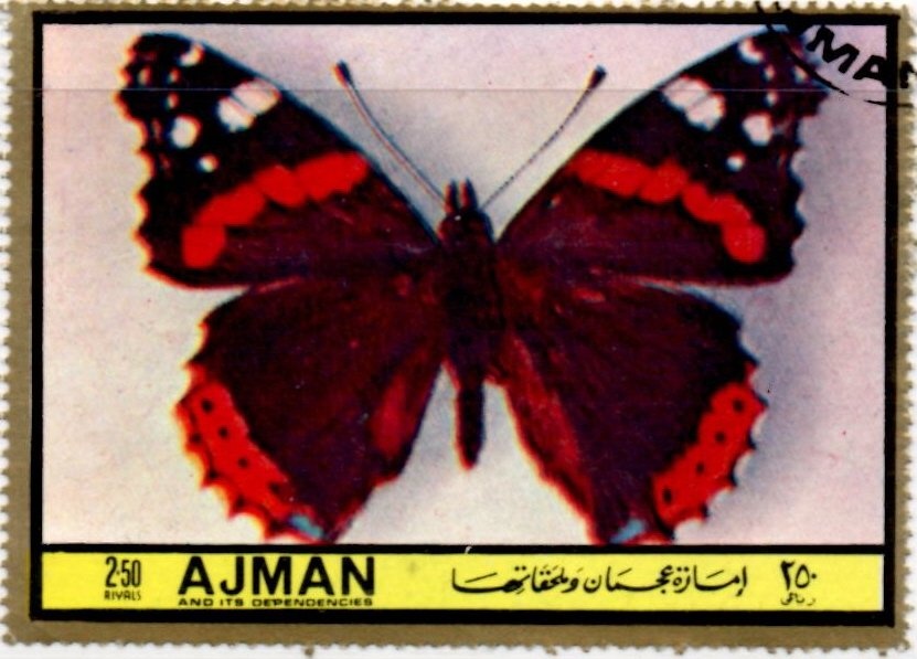 Moth (Cricula andrei)