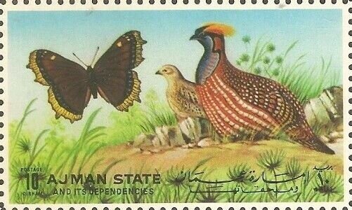 "Belka" (Canis lupus familiaris)