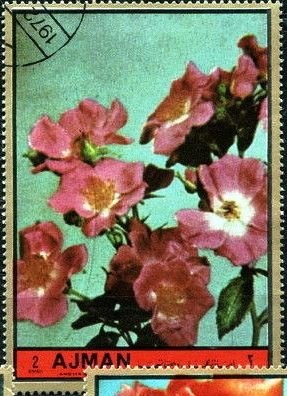 Spotted Hyaena (Crocuta crocuta)