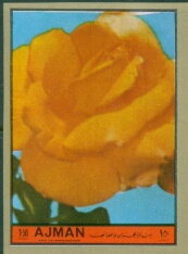 Moth (Cricula andrei)