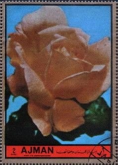 Poplar Admiral (Limenitis populi)