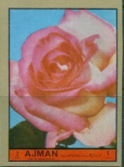 Tiger (Panthera tigris)