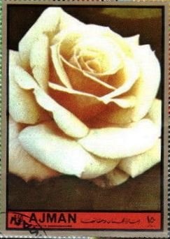 Butterfly (Papilio zagreus)