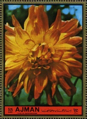 Blue Nile patas monkey (Erythrocebus poliophaeus)