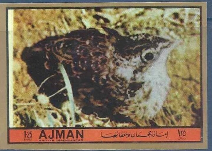 Claudina Agrias (Agrias claudina ssp. sardanapalus)