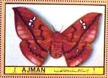 Cross-Country Skiing